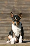 BASENJI 216